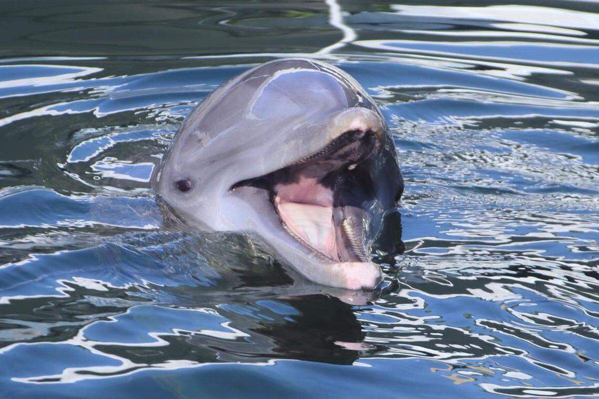 Zo, un delfín macho de 19 años nariz de botella del Atlántico, nada en Dolphin Life, un centro de mamíferos marinos en Cayo Largo. Él y otros tres delfines fueron trasladados a las instalaciones desde el Miami Seaquarium.