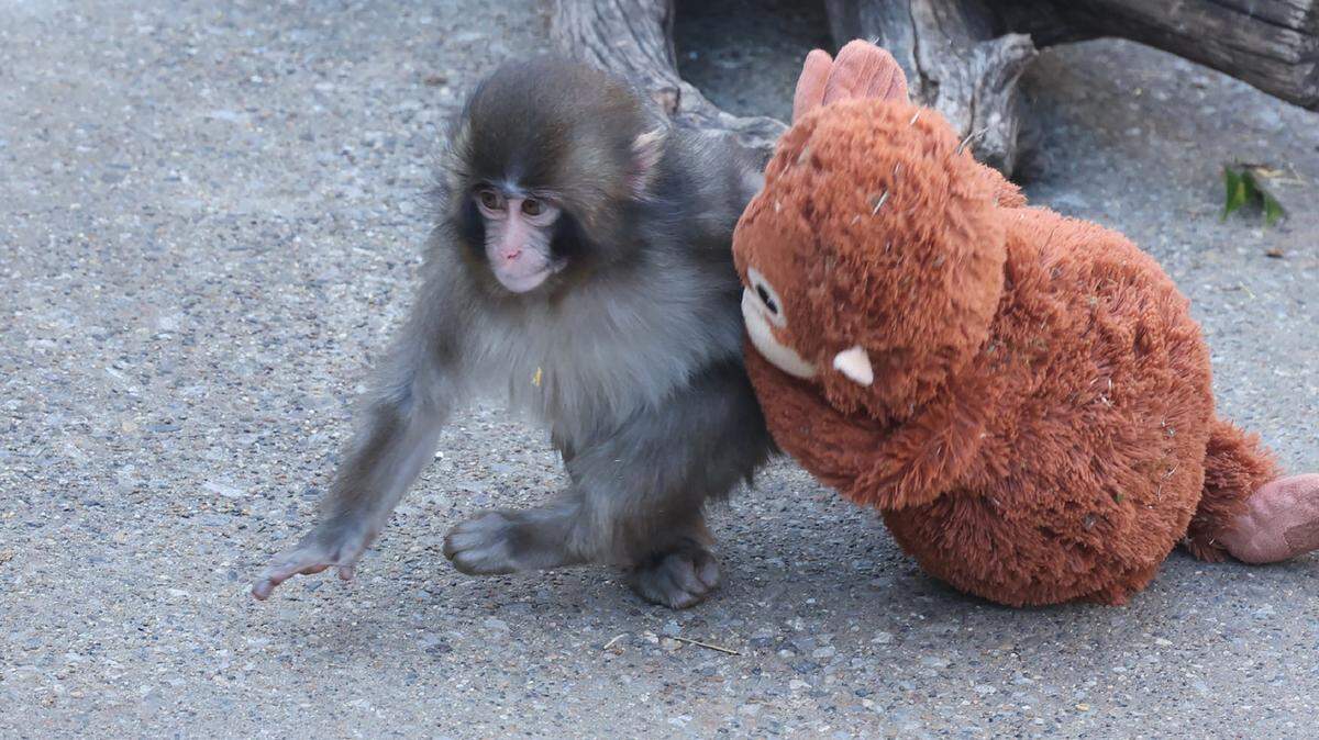 This photo taken on February 19, 2026 shows a 7 month-old male macaque monkey named Punch, who was abandoned by his mother shortly after birth, spending time with a stuffed orangutan toy at Ichikawa City Zoo and Botanical Gardens in Chiba Prefecture. (Photo by JIJI PRESS / AFP via Getty Images) / Japan OUT