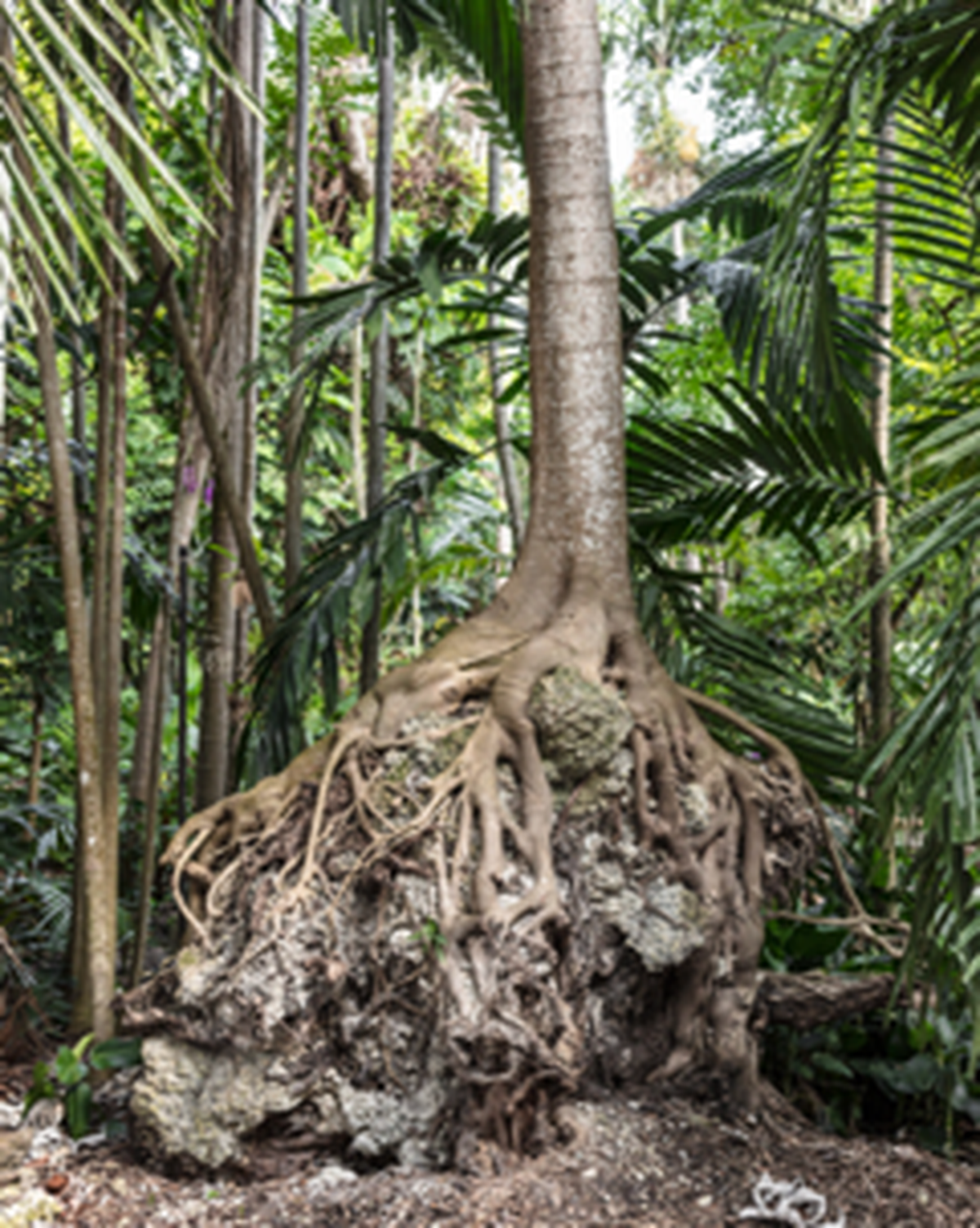 “Roots, 2017, de Anastasia Samoylova en la galería Dot Fiftyone.&nbsp;