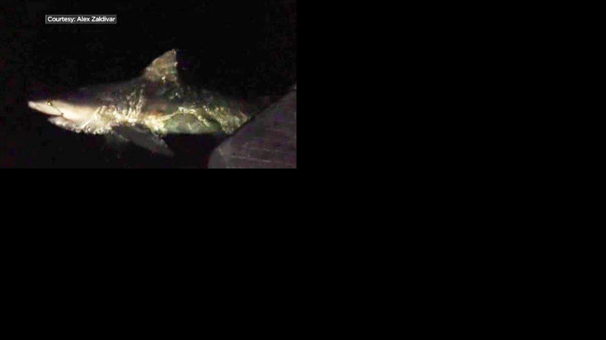Alex Zaldívar capturó fotografías y video de su encuentro con el escualo y después lo devolvió al agua.