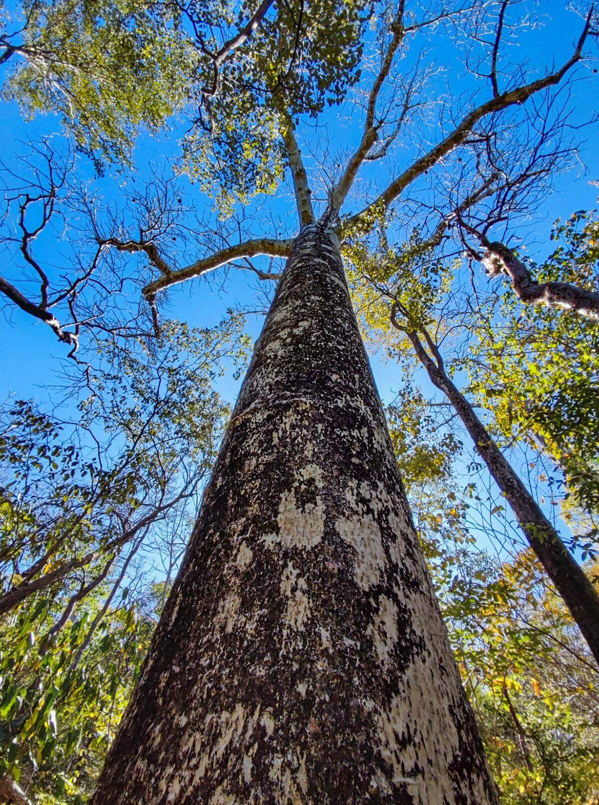 Baobab. Parque Nacional de Ankarana.