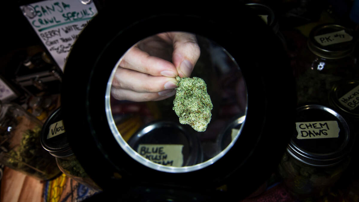 Después de 95 años de prohibición, Canadá se convirtió en el segundo país en el mundo en legalizar el cannabis, después de Uruguay, un país con menos de un décimo de su población.