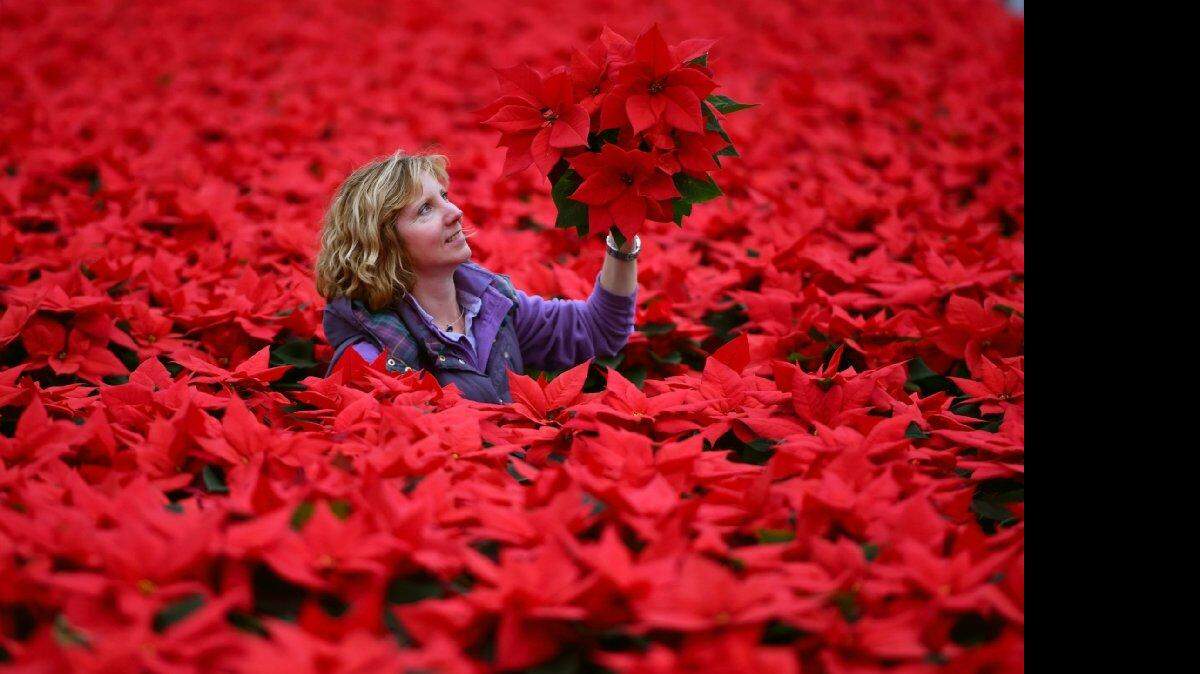 En la cultura azteca esta flor era utilizada como símbolo de la pureza de la sangre durante los sacrificios que los indígenas ofrecían al Sol para renovar su fuerza creadora.