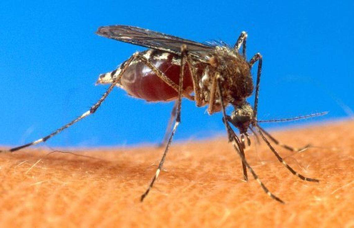 Miami was the highest ranked Florida city in a new Terminex study released Aug. 20, 2019, of mosquito infested U.S. cities.
