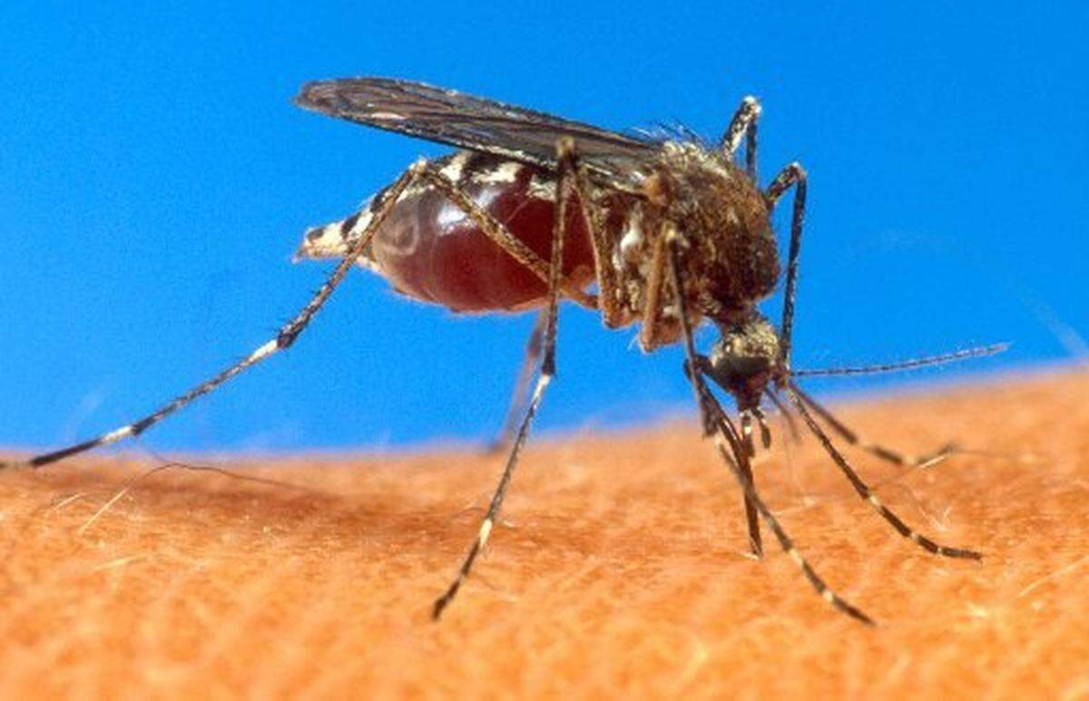 Miami was the highest ranked Florida city in a new Terminex study released Aug. 20, 2019, of mosquito infested U.S. cities.