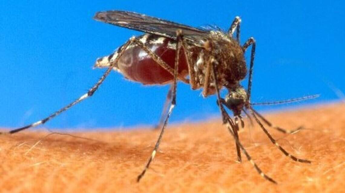 Mosquitoes are invading part of North Carolina. Thanks, Dorian