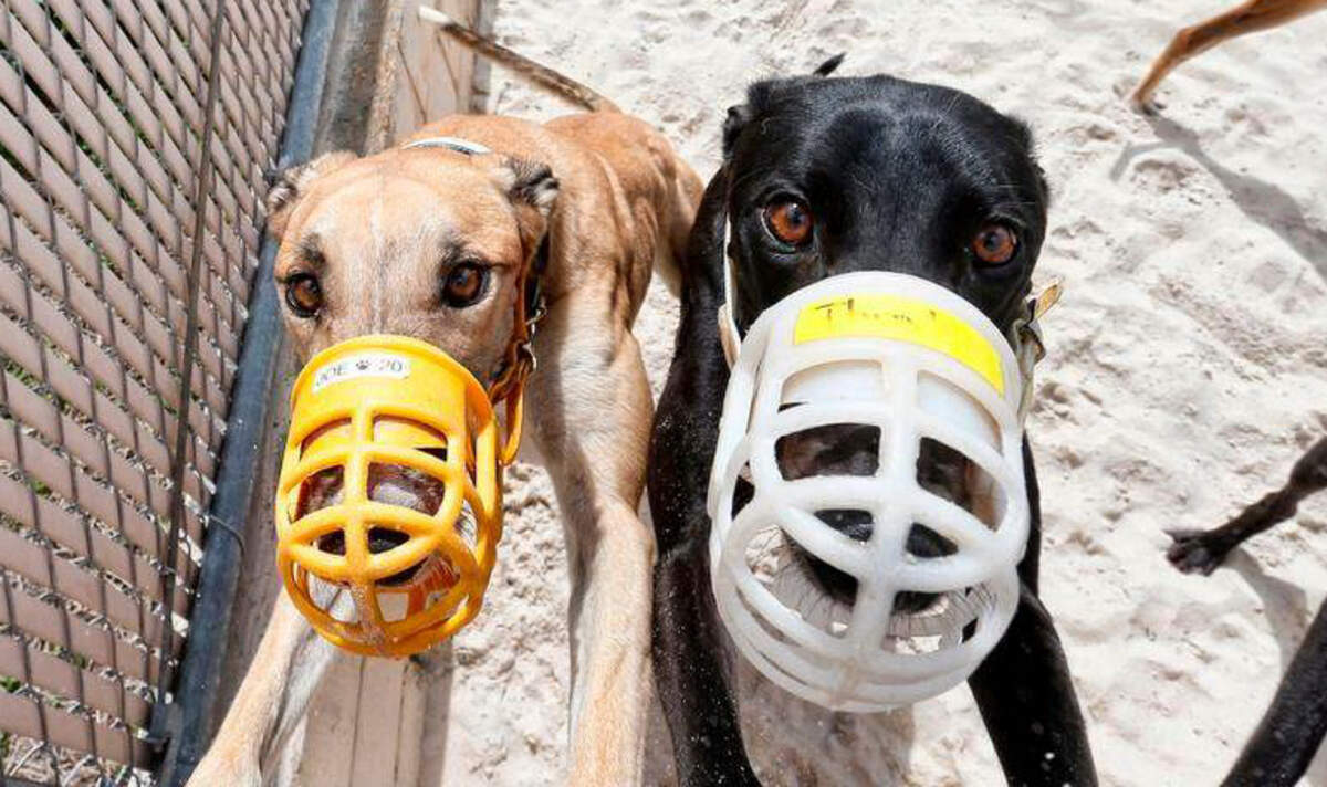 Galgos se apoyan en una cerca en un corral afuera de su perrera en el Club / 52 Melbourne Greyhound Park en Melbourne, Florida, el 14 de febrero de 2018.