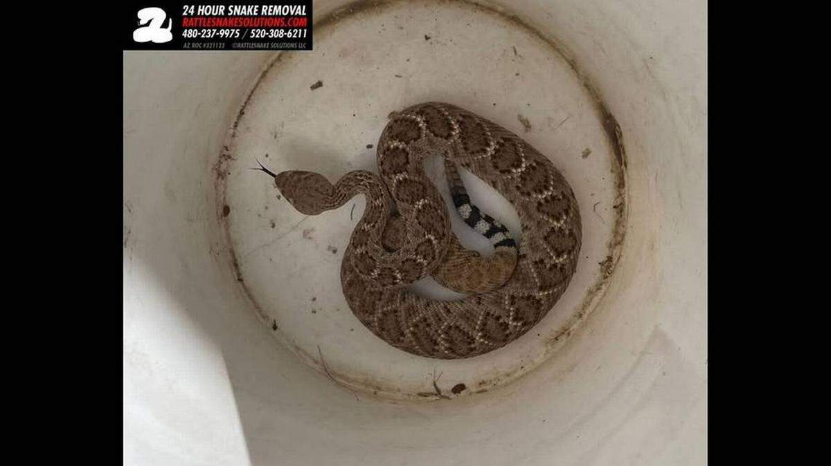 Serpiente de cascabel oculta en el garaje de una casa de Arizona, cae del techo, a pocos pies del dueño de la casa y de un cazador profesional.