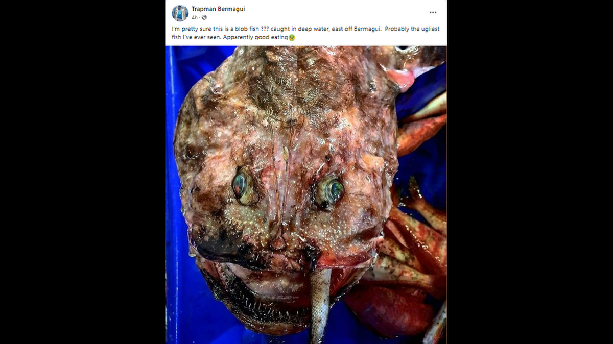 Un pescador profesional admite estar perplejo por un pez que capturó en aguas profundas del sureste de Australia. No se sabe qué es.