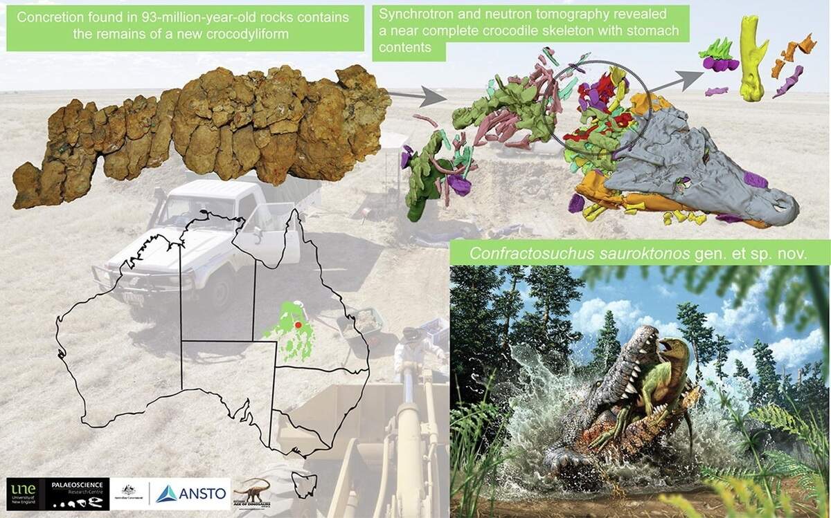 Ilustración de los fósiles que acreditan que un cococrdilo ancestral devoró un joven dinosaurio MATT A.WHITE ET AL./GONDWANA RESEARCH 15/2/2022