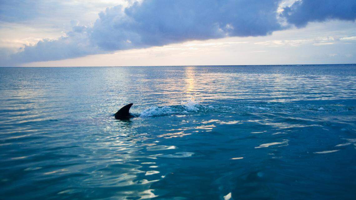 A surfer was bitten by a shark in a rare attack in the Texas Gulf.