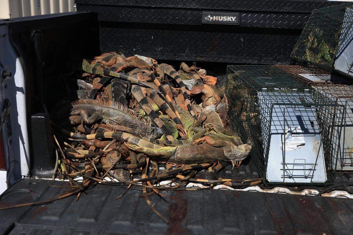 Iguanas verdes aturdidas por el frío, así como iguanas muertas, yacen en la parte trasera de una camioneta tras ser recogidas por el servicio Redline Iguana Removal durante una ola de frío el 2 de febrero de 2026, en Hollywood, Florida.