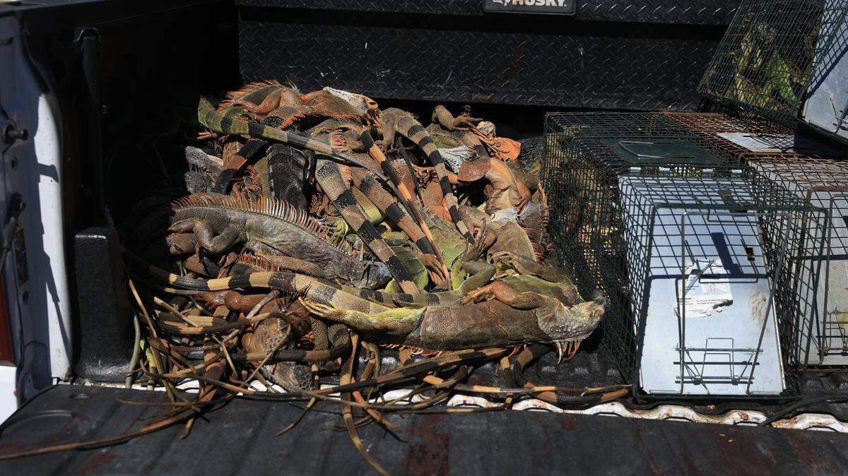 Cold-stunned and dead green iguanas lie in the back of a truck after being collected by Redline Iguana Removal during a cold snap on Feb. 2, 2026, in Hollywood, Florida.