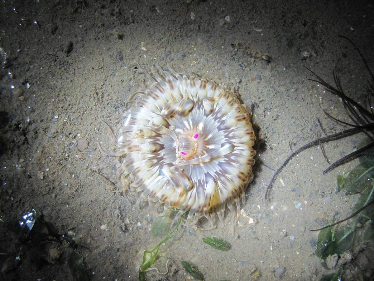 Una macrodactyla fautinae, también conocida como anémona tigre, con sus tentáculos desplegados.