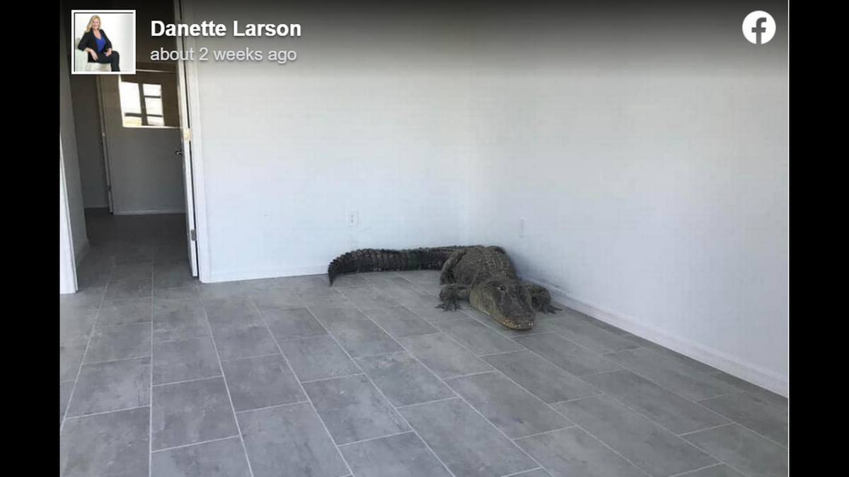 Encuentran enorme cocodrilo de casi 12 pies en dormitorio de casa de la Florida recién construida en Babcock Ranch.