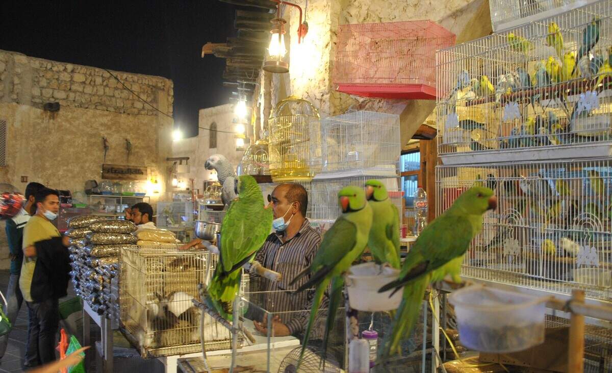 Zoco de los pájaros.