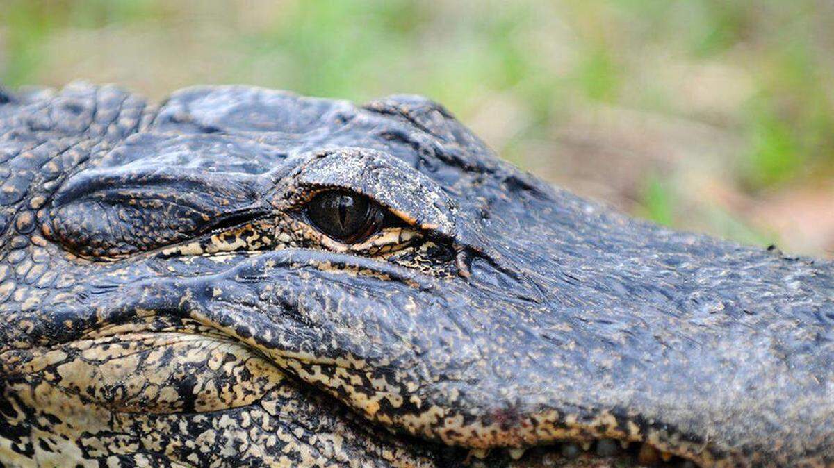 Los caimanes son nativos del río St. Lucie, que corre junto al bar tiki.