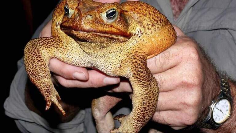 Un sapo tóxico podría matar a su mascota. Qué hacer durante la temporada de lluvias en Miami