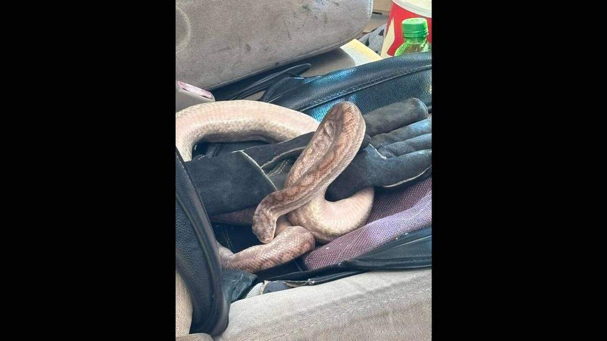 Un agente de Florida descubrió que esta boa constrictor se movía libremente por una camioneta durante una detención de tráfico. Foto de la Oficina del Sheriff del Condado de Brevard.