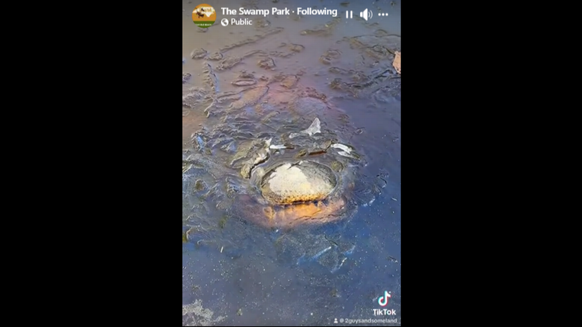 Un grupo de cocodrilos se encontraron absolutamente inmóviles en un pantano de Carolina del Norte cuando las temperaturas cayeron al rango de los 10 grados Fahrenheit, según puede verse en varias fotos.