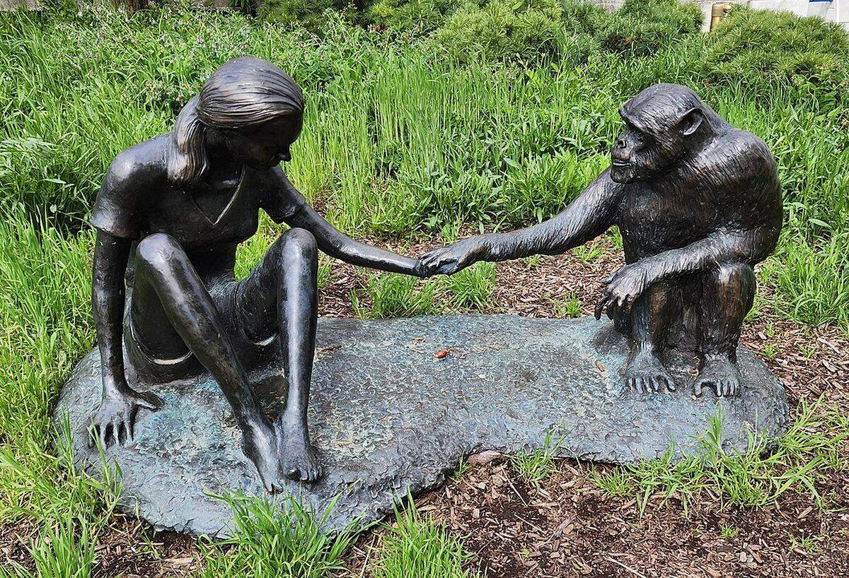 Escultura de Jane Goodall y David Greybeard en el patio del Field Museum of Natural History&nbsp;en Chicago.