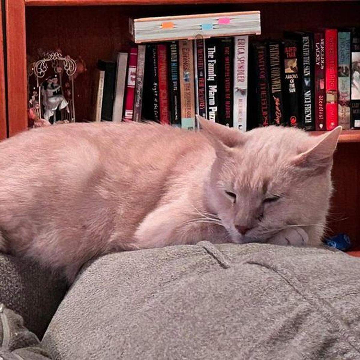Dueños de gato lo encuentran en Facebook meses después de haber desaparecido.