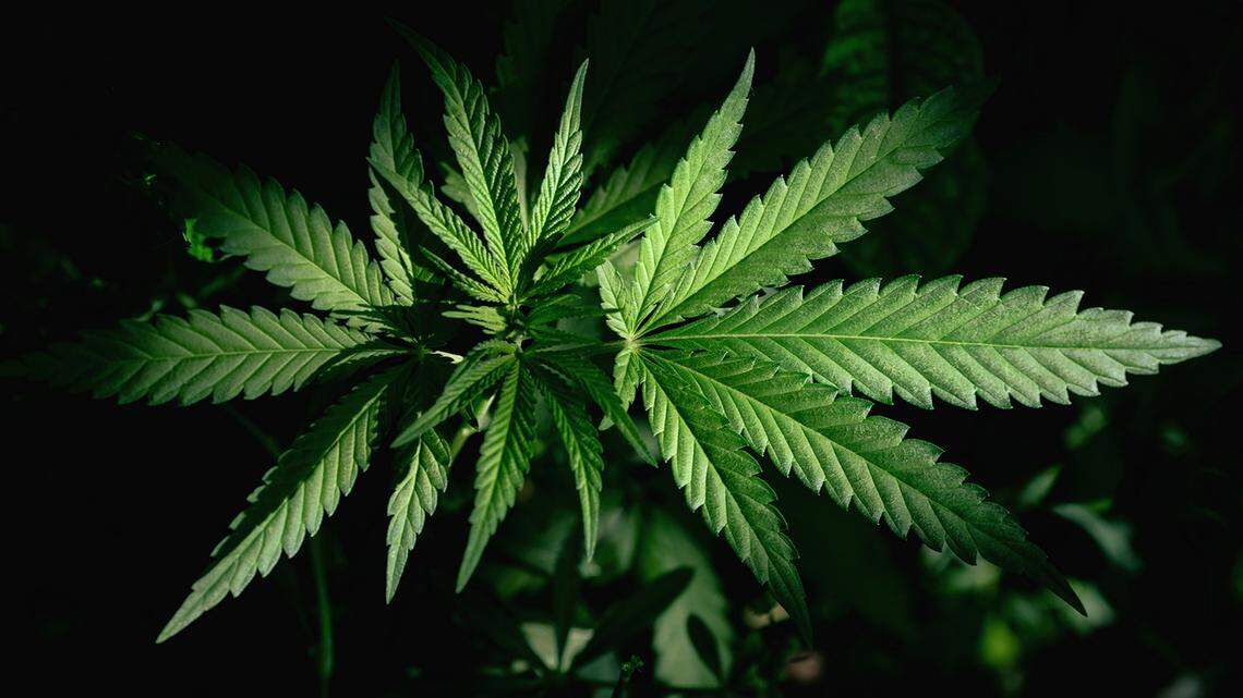 KY police search, seize marijuana at Bowling Green vape shops | Lexington  Herald Leader