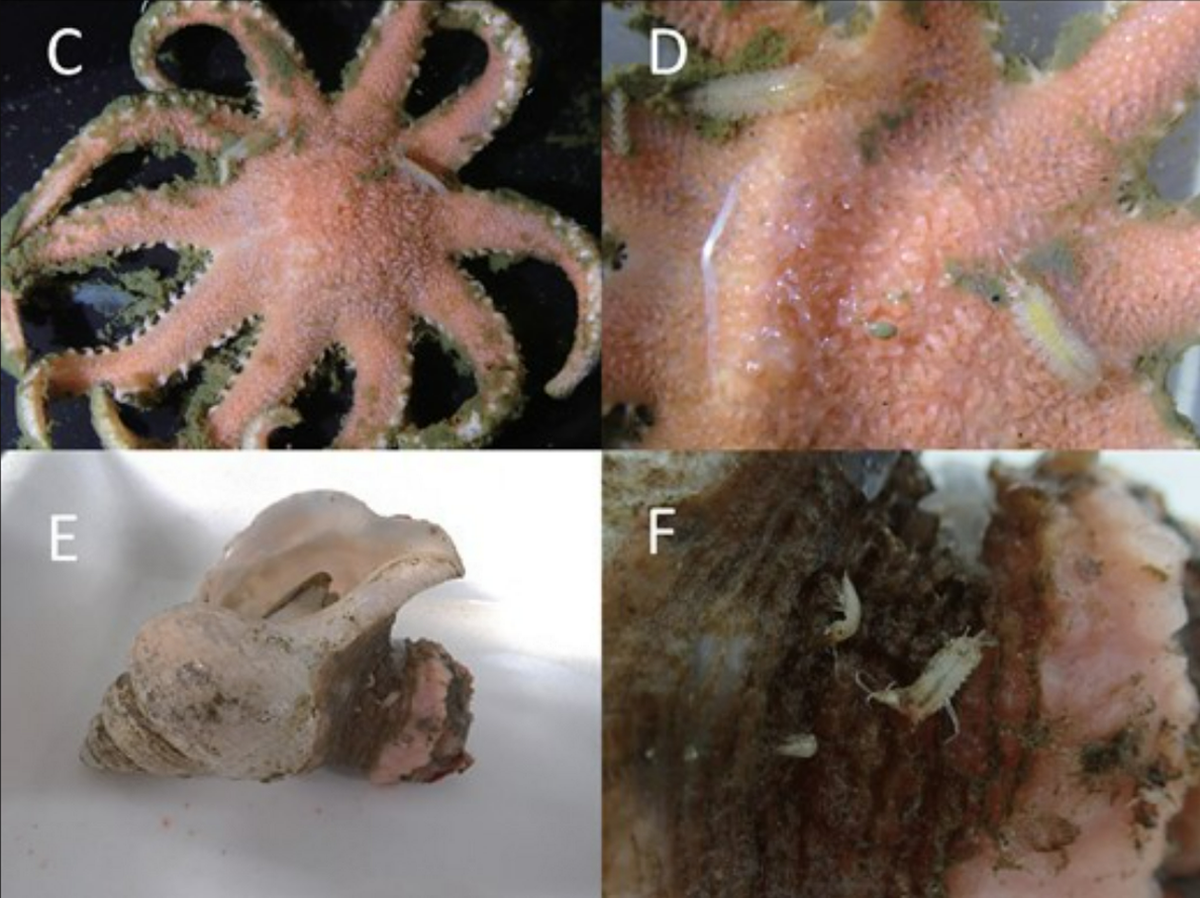 La janiralata plana se encontró en una estrella de mar (arriba) y en un caracol (debajo).