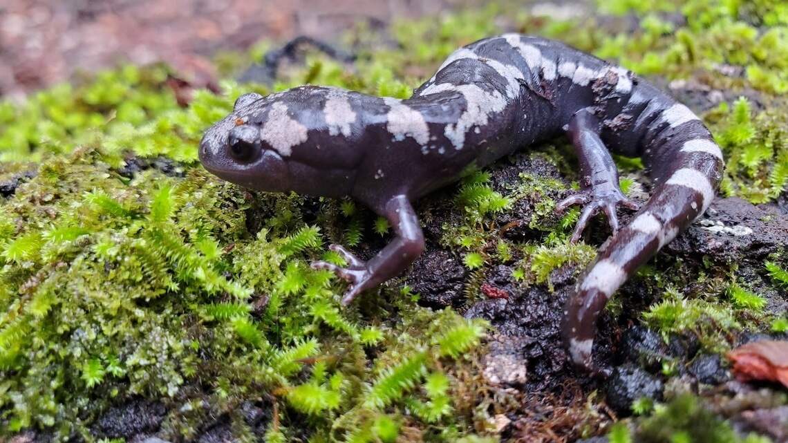 Lo que ocurre con la vida silvestre cuando azota un huracán