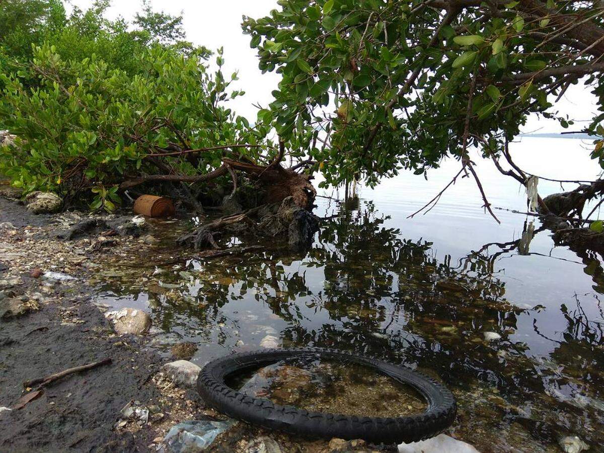 Neumáticos, plástico y basura destruyen los manglares en las orillas de la bahía de Jagua.