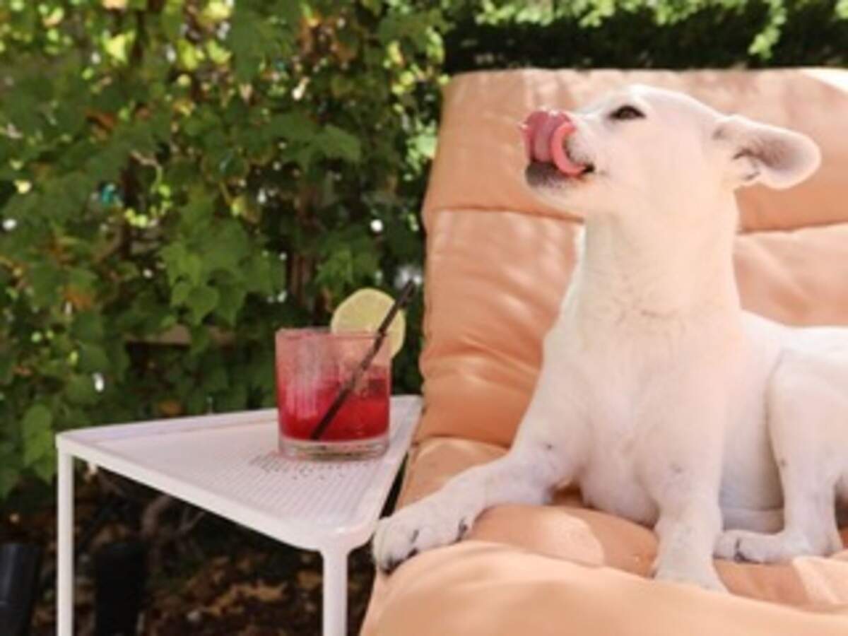 Los huéspedes del Plymouth pueden estar seguros de que sus mascotas serán recibidas como “realeza”.