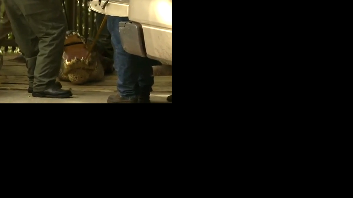 Las autoridades investigan si el caimán que sacrificaron pudo haber tenido algo que ver con la muerte un hombre.