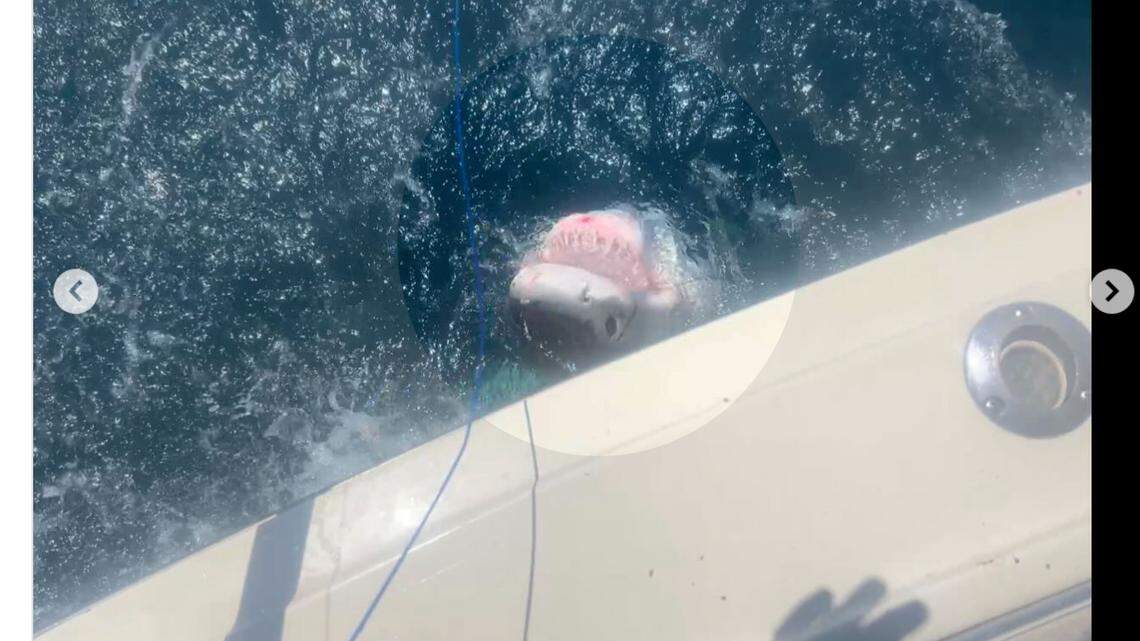 Increíble captura frente a costa de Fort Lauderdale: un enorme tiburón blanco