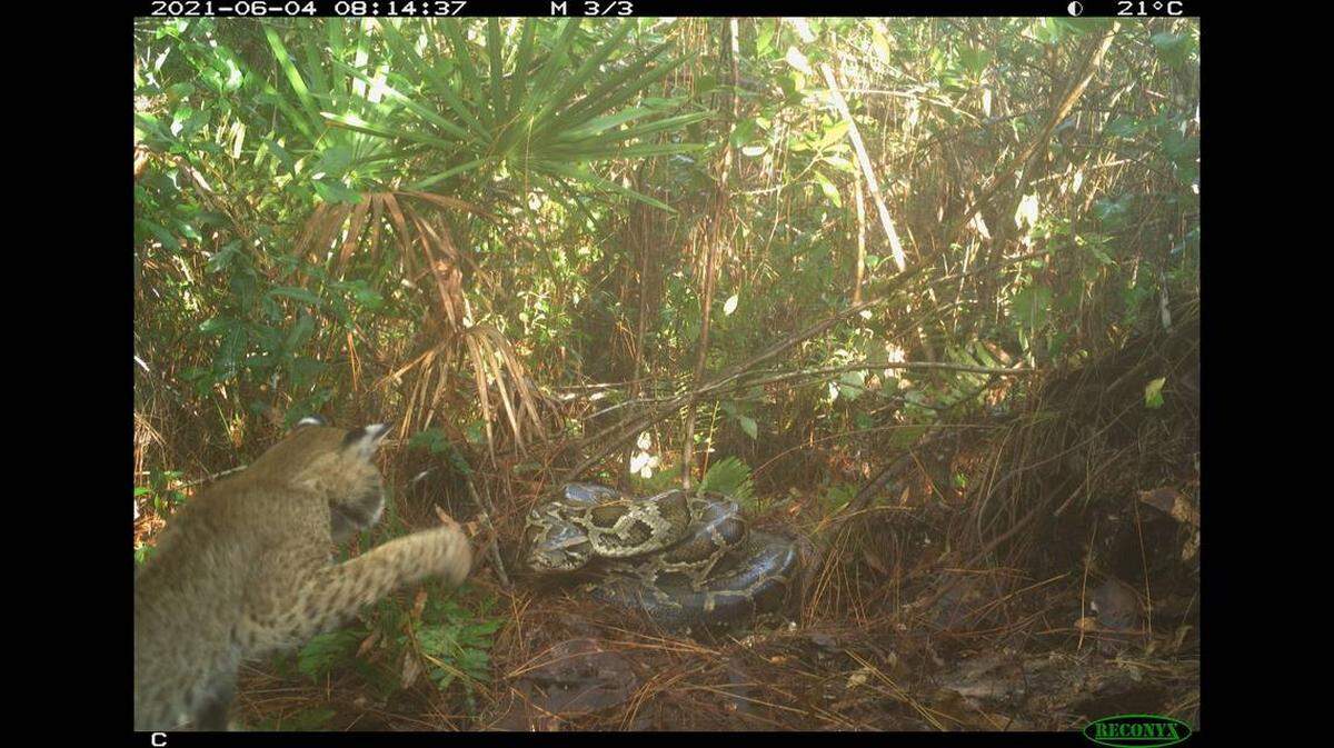 Si bien el gato montés apuntó principalmente al nido de la pitón birmana mientras estaba fuera, atacó a la serpiente directamente en al menos una ocasión, según los investigadores. USGS.