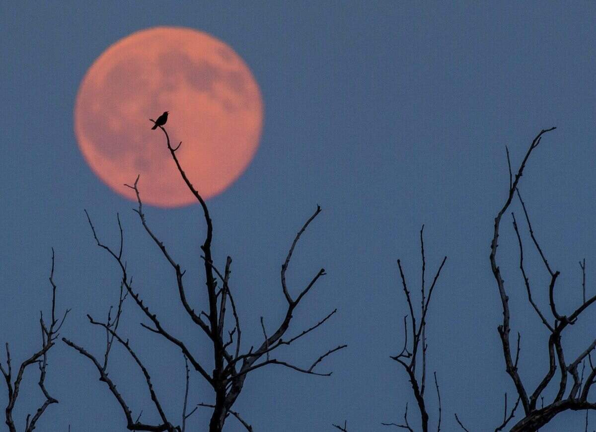 Plantas y animales parecen reaccionar ante las fases lunares.