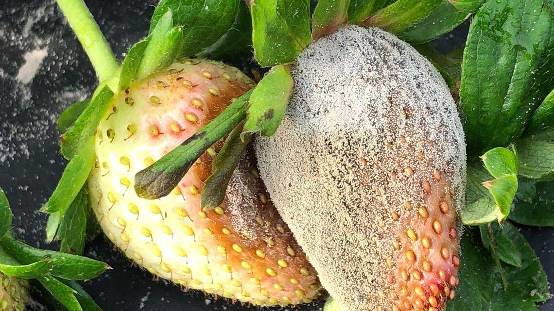 Alertan que El Niño representa un riesgo para la industria de fresas en Florida