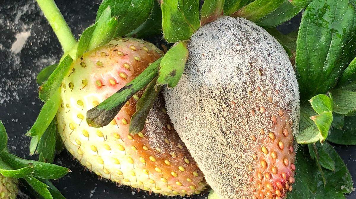 Florida tiende a experimentar más lluvias y temperaturas más bajas que el promedio durante la presencia de El Niño, condiciones elevan los niveles de humedad y favorecen la propagación de enfermedades fúngicas en las fresas,