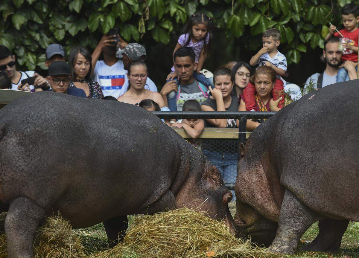 Hippos Jakira and Pepa are pictured during the celebration of Jakira’s fourth birthday at the Santa Fe zoo, in Medellin, Colombia on July 15, 2018.
