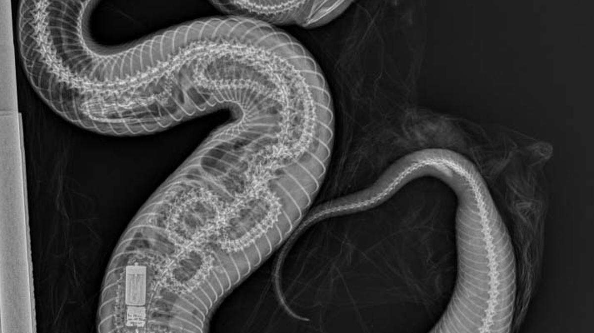 Zoo Miami informó que se descubrió que una pitón a la que los cirujanos de ese zoológico le implantaron un transmisor de rastreo fue devorada por una cottonmouth.