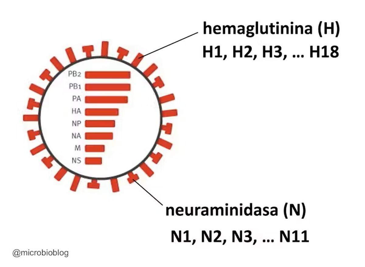 Los distintos virus de la gripe se diferencian en las proteínas hemaglutinina y neuraminidasa de la envoltura, de las que hay 18 y 11 tipos diferentes, respectivamente.