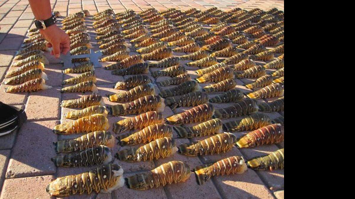 El agente Wilfredo Guerra muestra las colas de langostas pescadas ilegalmente.