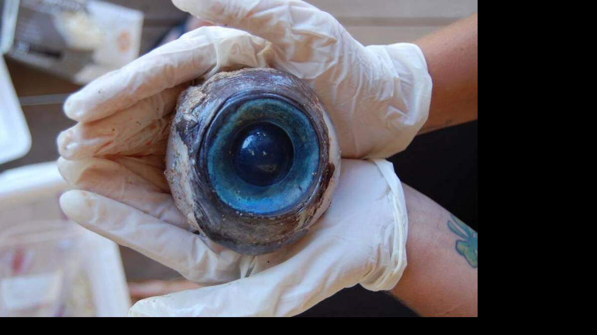 Un ojo de un pez espada del tamaño de una pelota de softbol apareció en Pompano Beach en el 2012.