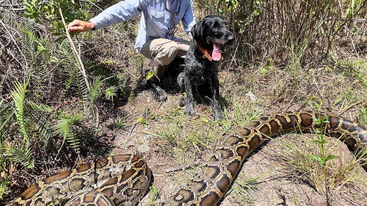 Mike Kimmel, de Trapping & Wildlife Rescue, dijo que el reptil es una de las pitones en estado de gestación más grandes que Otto ha localizado para él.