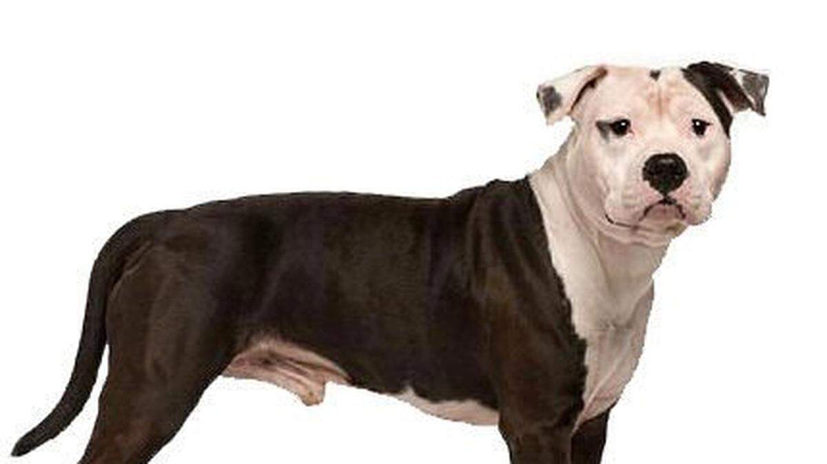 Foto de archivo. La policía del estado de Washington, en Estados Unidos, quedó boquiabierta cuando después de una persecución a alta velocidad se encontró con que un perro pit bull iba al volante.