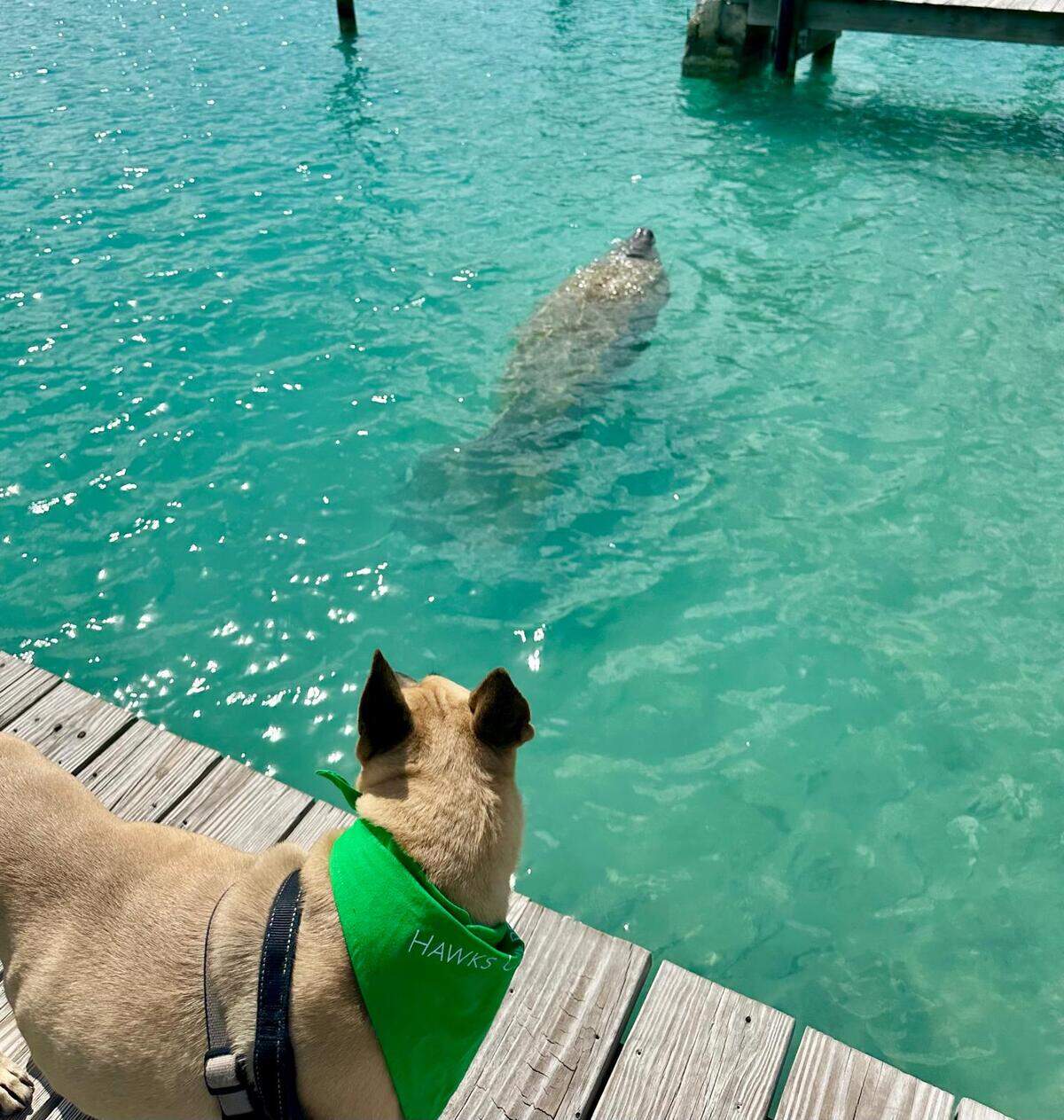 Los perros pueden recorrer todo el hotel con sus dueños sujetados con sus correas.