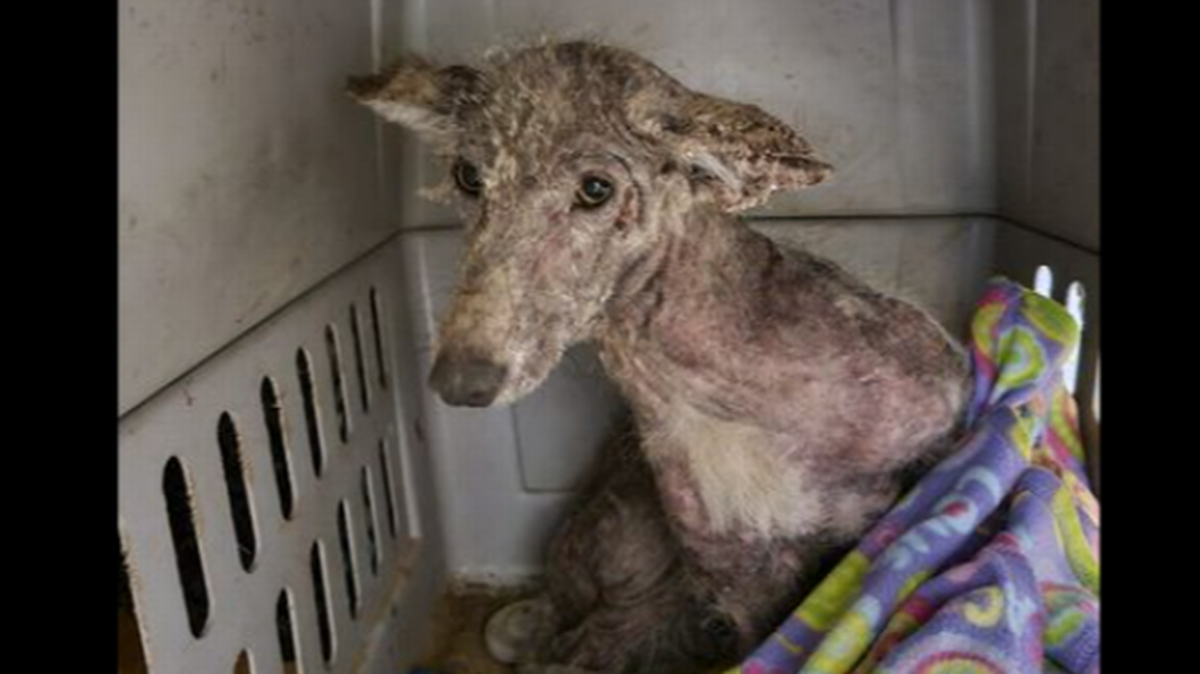 Las autoridades de Pensilvania están realizando pruebas para determinar si un animal rescatado recientemente es un perro o un coyote. CAPTURA DE PANTALLA DE FACEBOOK