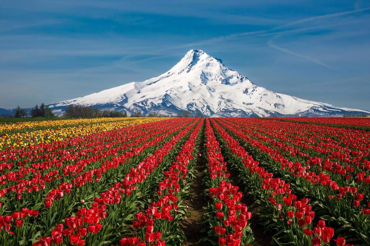 Monte Hood y extensas plantaciones de tulipanes, cerca de Woodburn, Oregon.