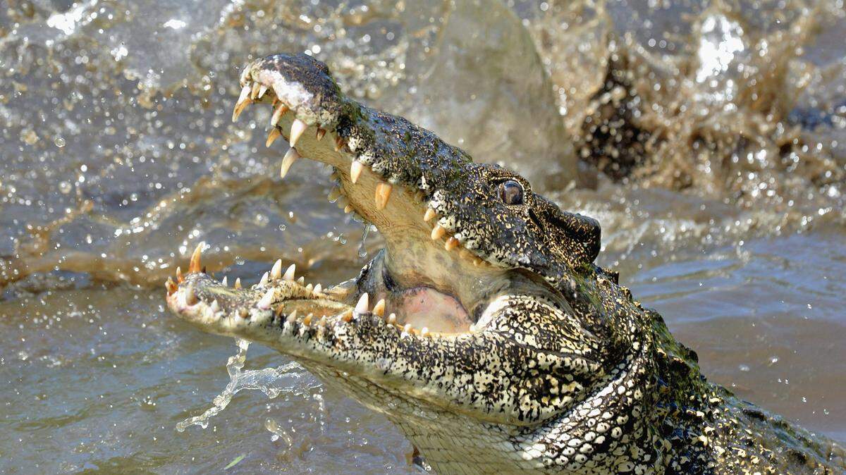 Attack crocodile. Cuban Crocodile (crocodylus rhombifer). The Cuban crocodile jumps out of the water. Cuba