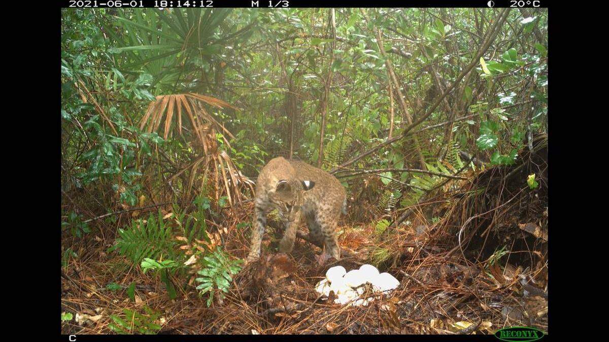 Se trata posiblemente del primer registro de un gato montés depredando un nido de pitones birmanas, las temidas culebras invasoras que se han convertido en un serio problema para la vida silvestre nativa del sur de Florida.