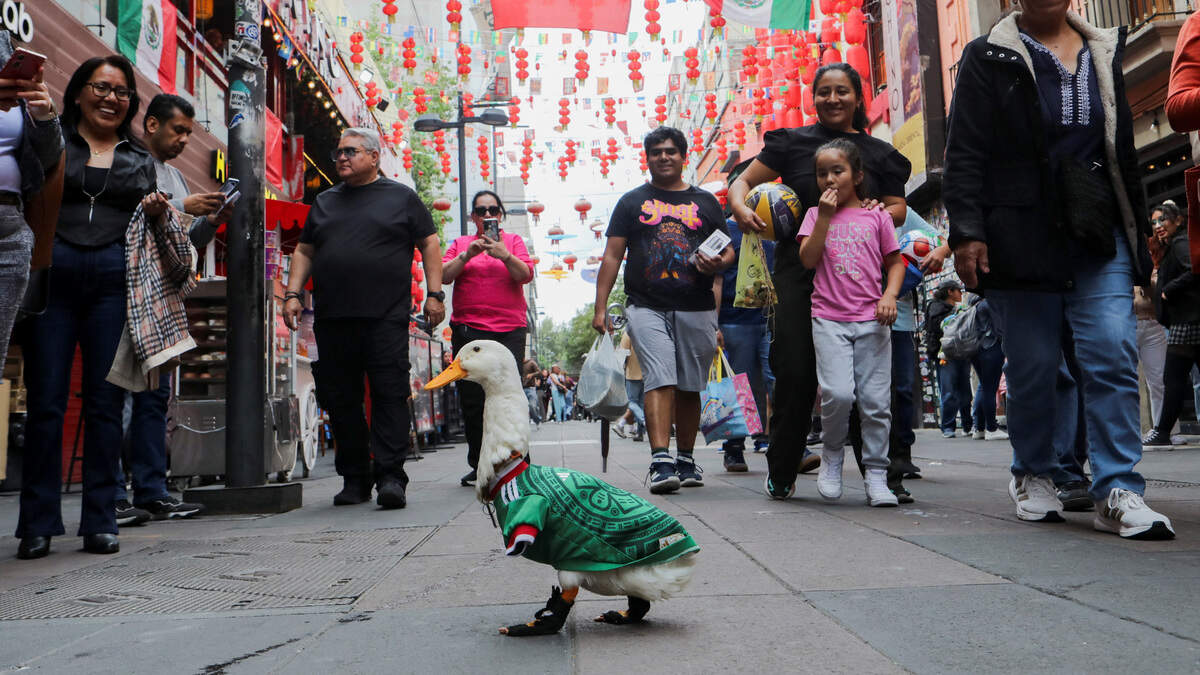 Merlín, un pato que lleva la camiseta de la selección nacional de fútbol de México y que saltó a la fama tras un encuentro fortuito en la avenida Reforma —que se hizo viral tras el partido del Mundial entre México y Sudáfrica—, pasea por el barrio chino de Ciudad de México, el 16 de junio de 2026.